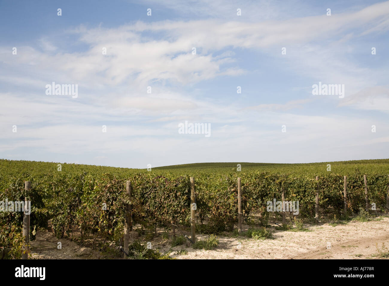 Feudo Principi Di Butera, Wine Growing Estate, Sicily Italy Stock Photo