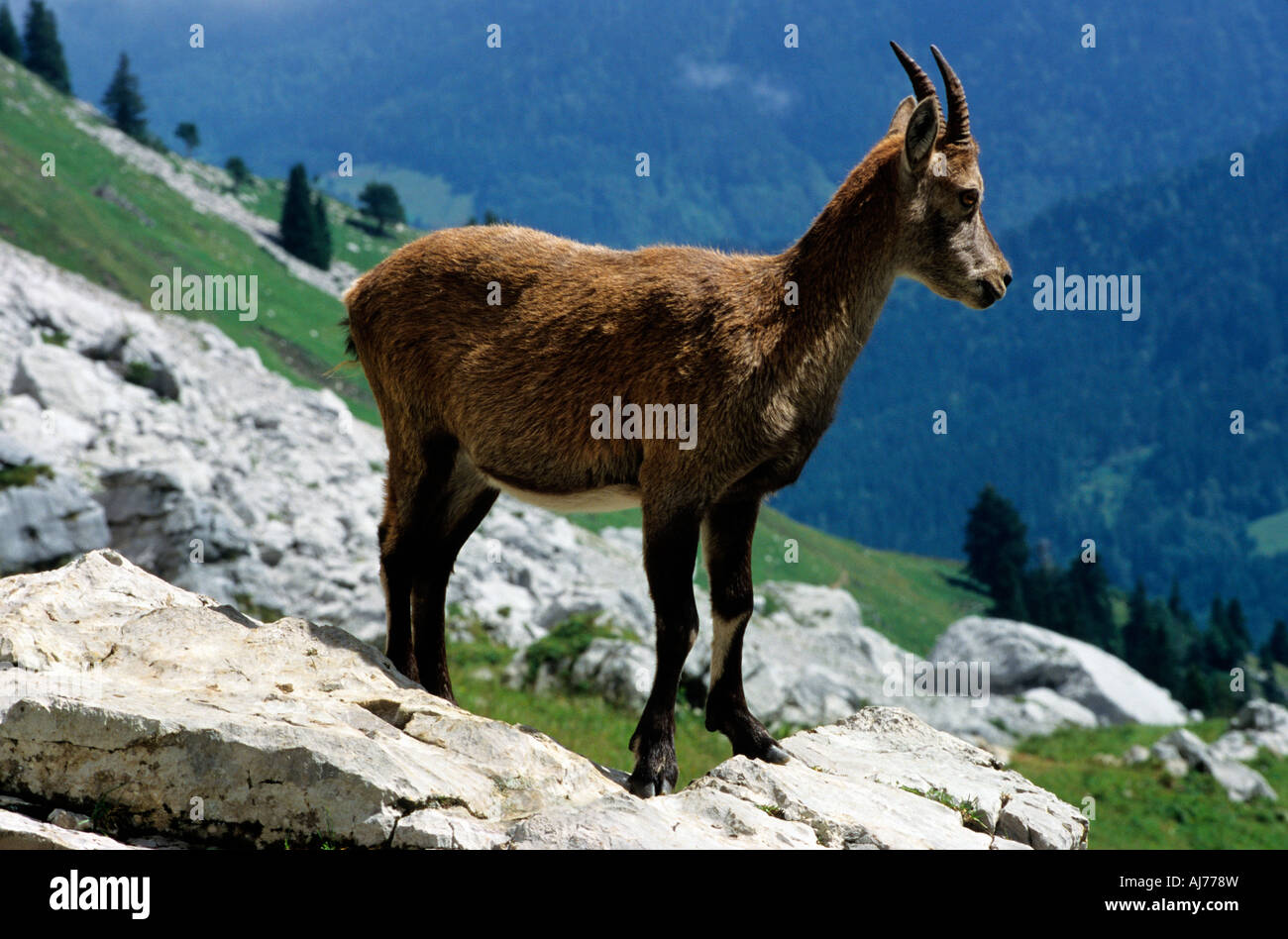 Alpine Ibex Capra ibex young male bouquetin Alpen Alps Stock Photo
