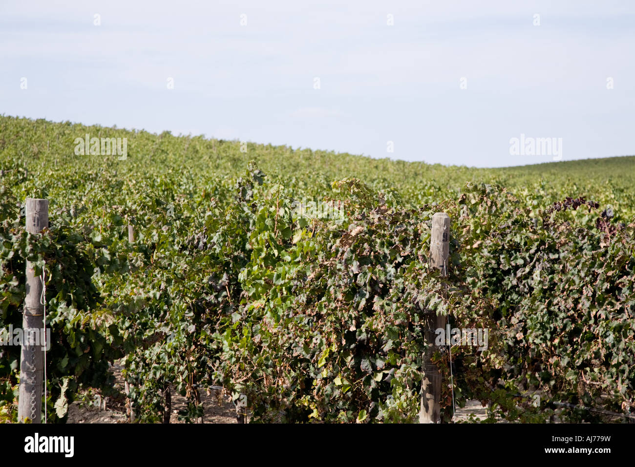 Feudo Principi Di Butera, Wine Growing Estate, Sicily Italy Stock Photo