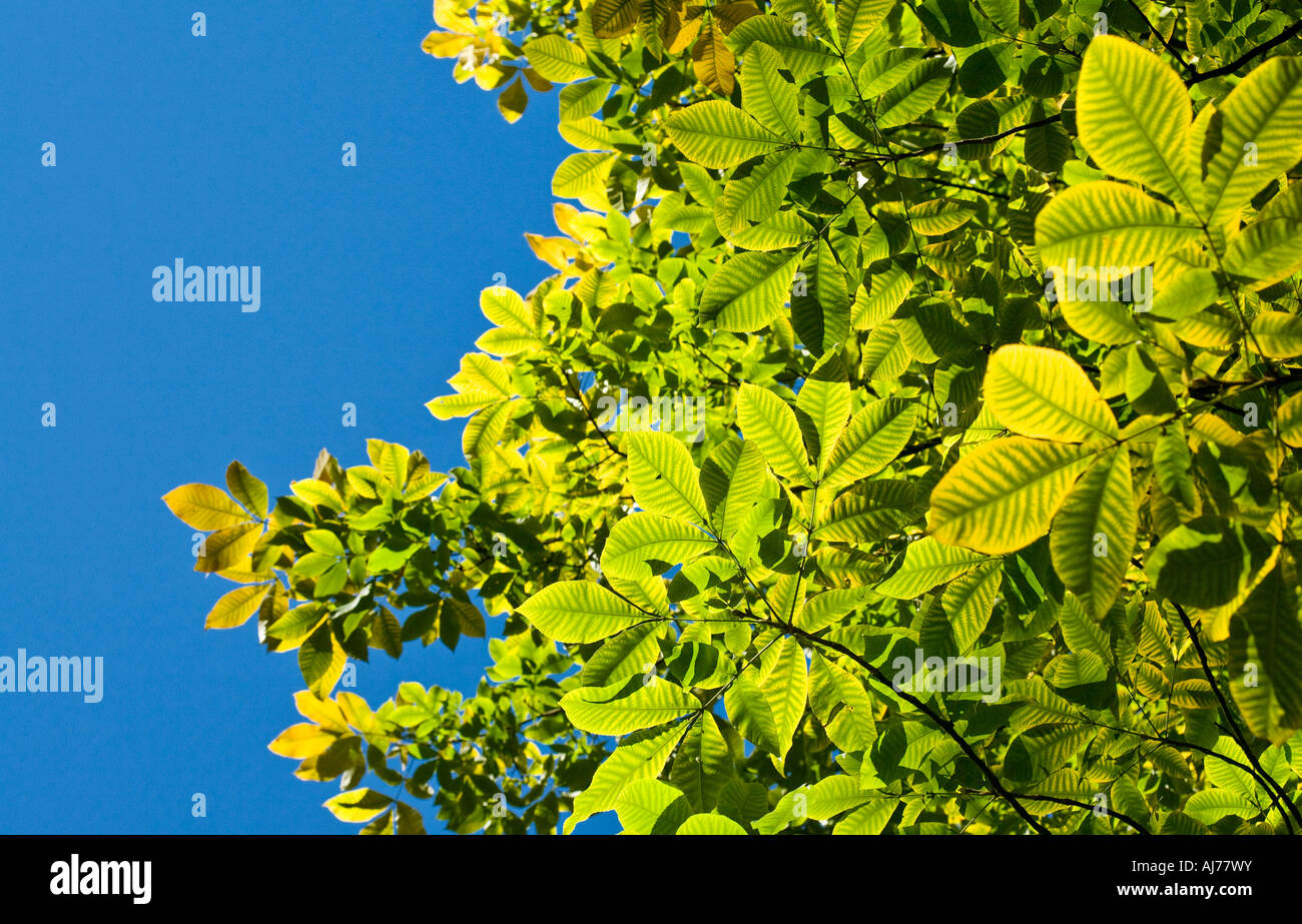 Shagbark Hickory foliage Stock Photo Alamy