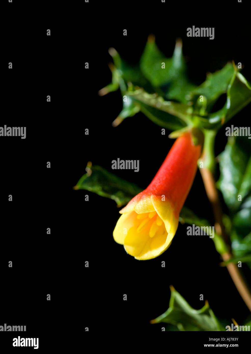Chilean holly 'Harold Comber' flower Stock Photo