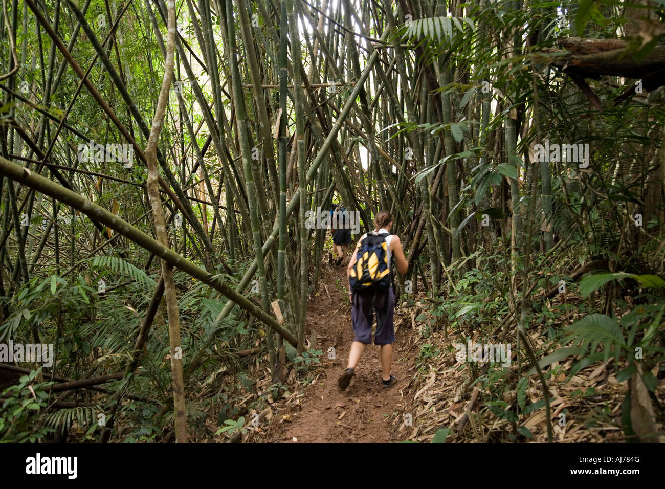 woman tourist trecks through bamboo forest at The Gibbon Experience ...