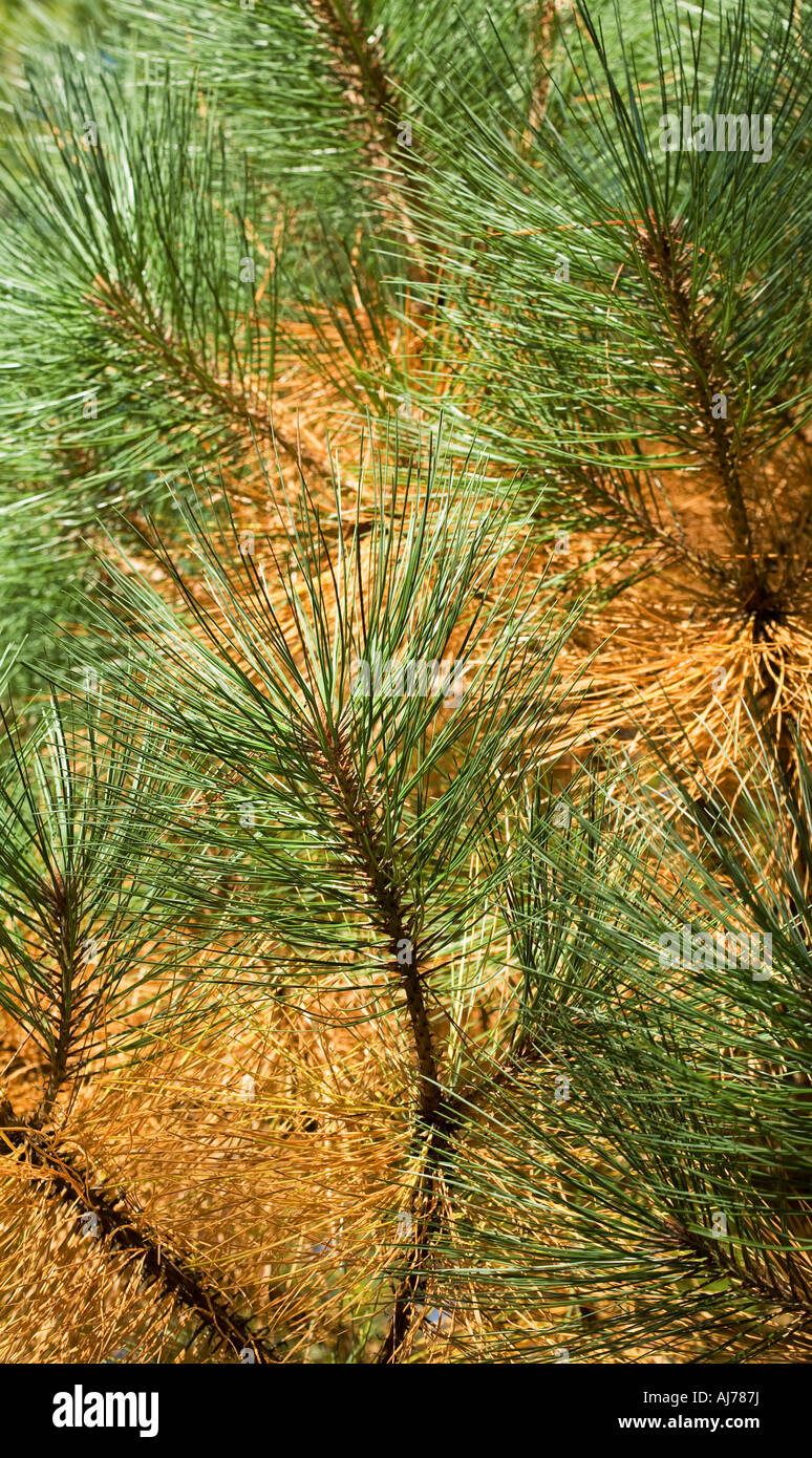 Arizona Pine Stock Photo