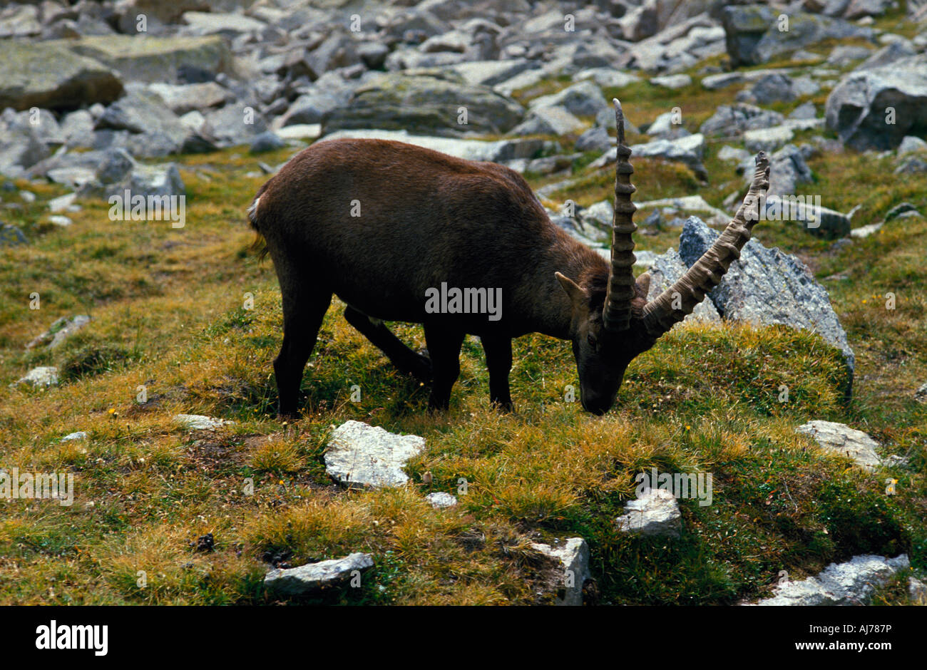lpine Ibex Capra ibex france Alpen Alps Stock Photo