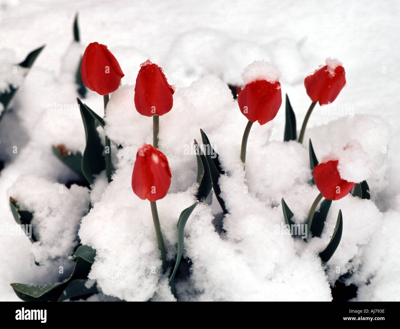 Surprise Spring snowfall covers blooming tulips in Central Oregon Stock Photo