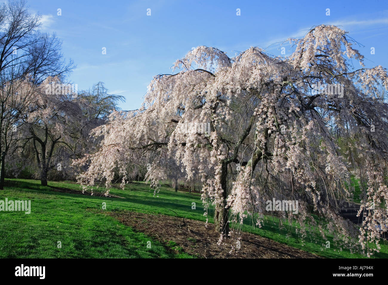 Springtime Bloom of cherry trees in Ault Park in Cincinnati, Ohio Stock ...