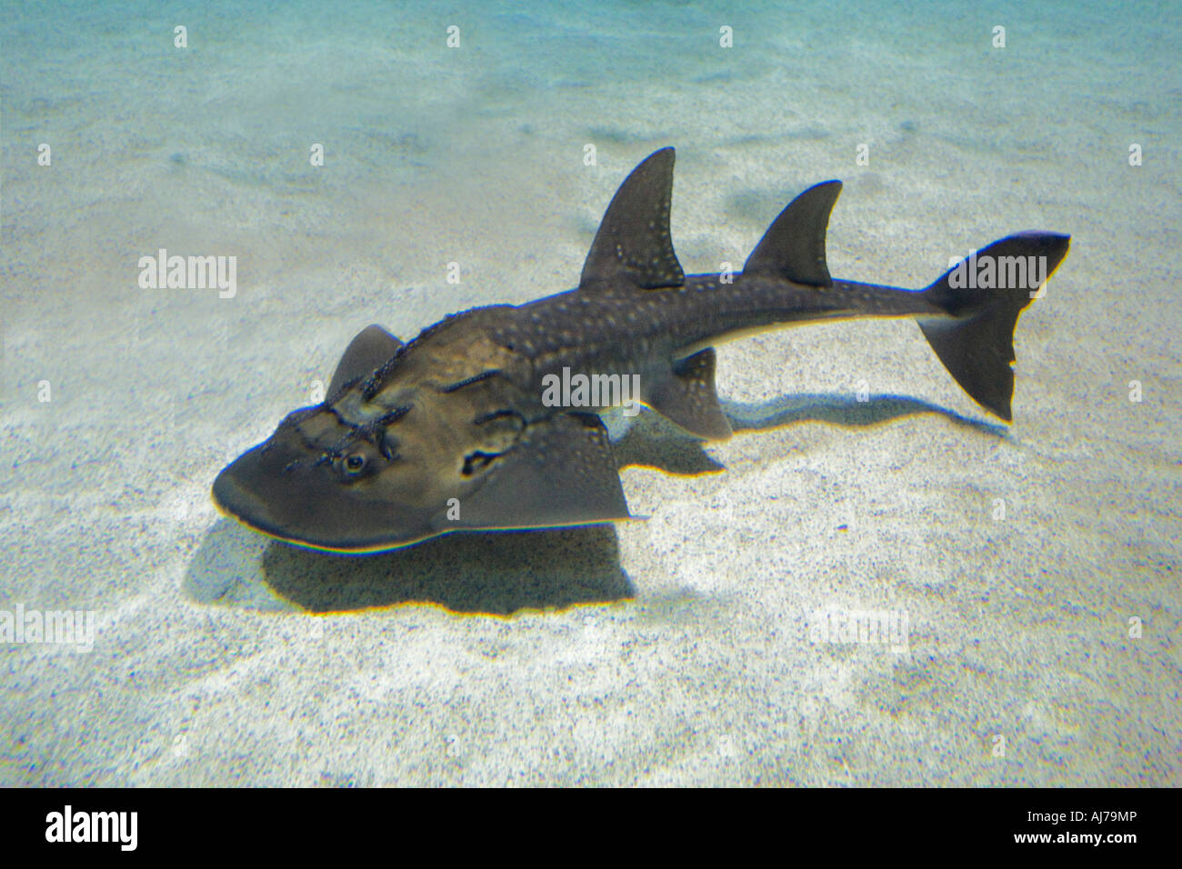 A Shark Ray on display at the Newport Aquarium, Newport Kentucky Stock