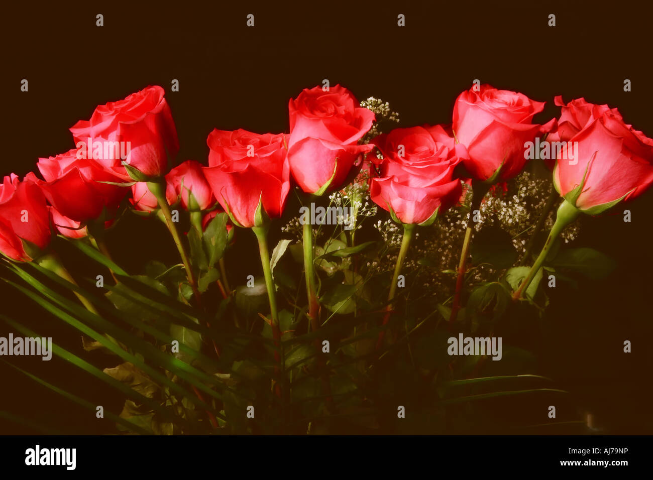 Classic red roses hi-res stock photography and images - Alamy