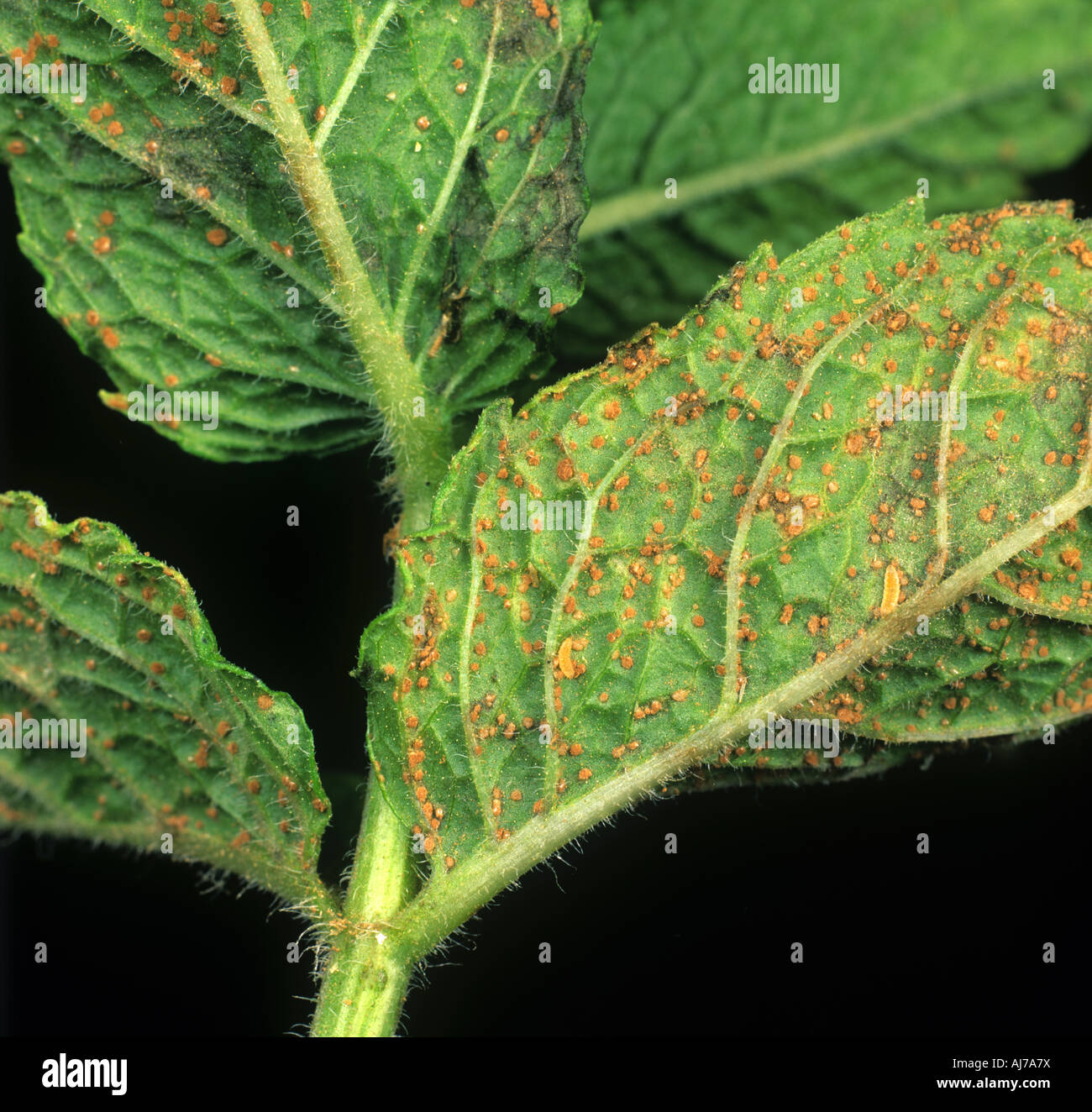 Mint rust Puccinia menthae on peppermint plants leaves Stock Photo