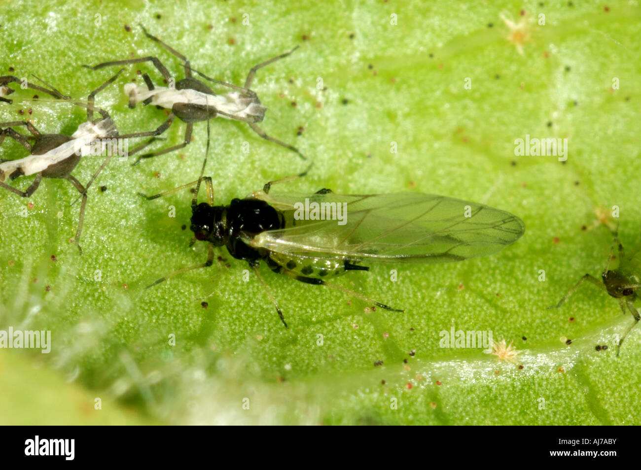 An unidentified aphid alate on the underside of a Viburnum leaf Stock Photo
