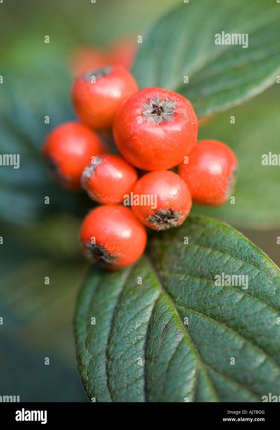 Ward's Cotoneaster berries Stock Photo
