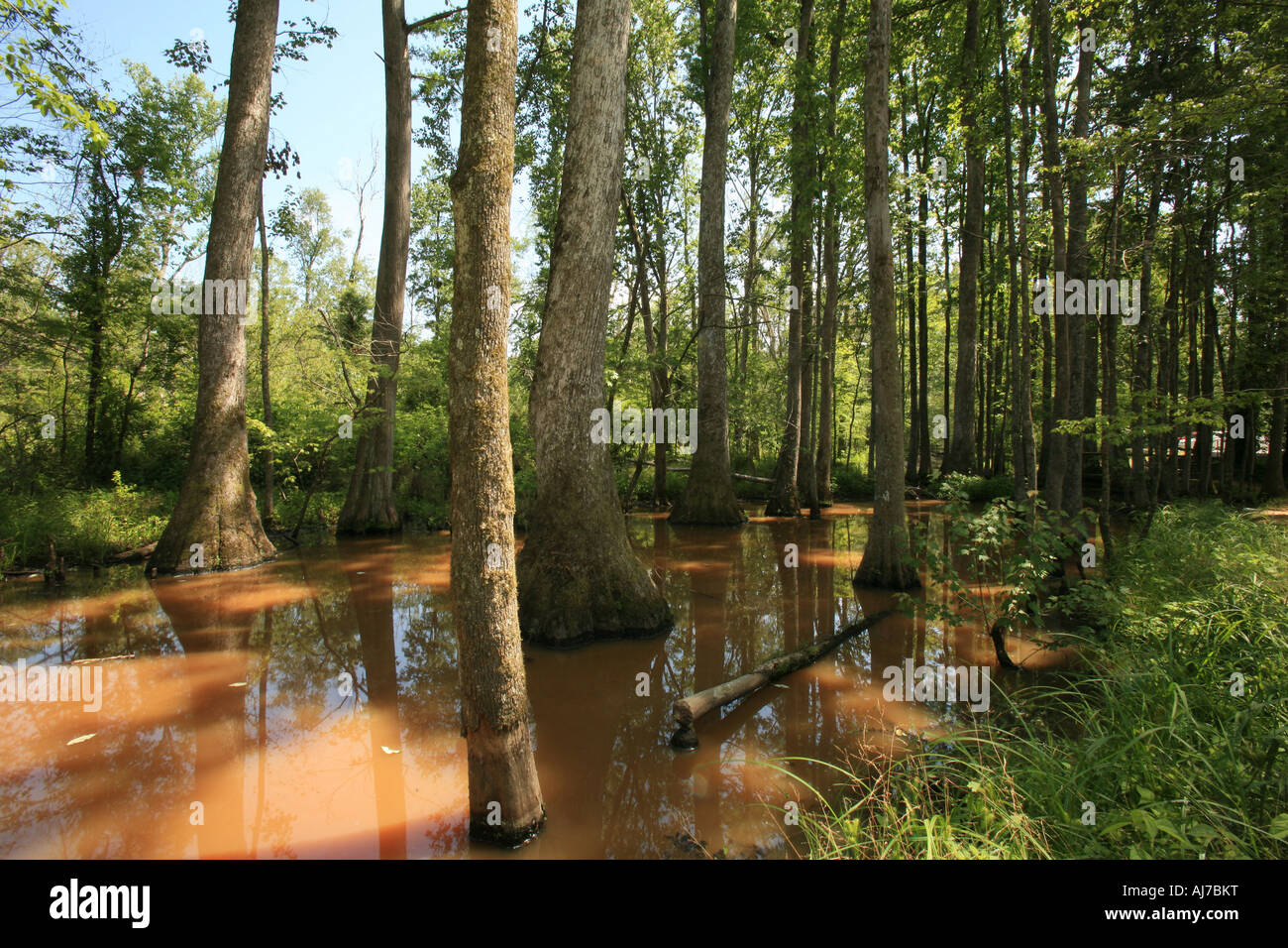 Mud swamp hi-res stock photography and images - Alamy