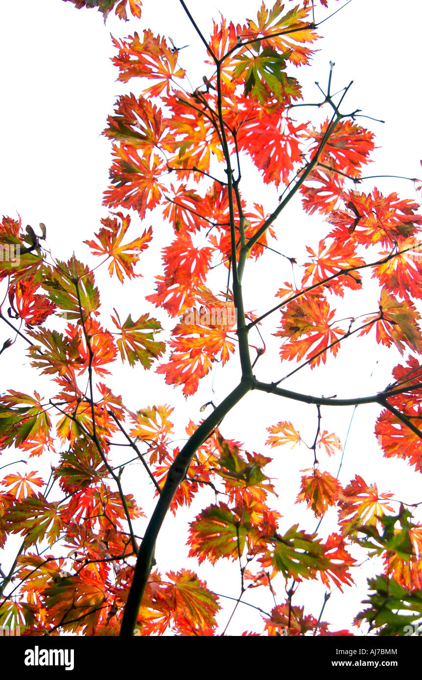Graphic maple leaf hi-res stock photography and images - Alamy