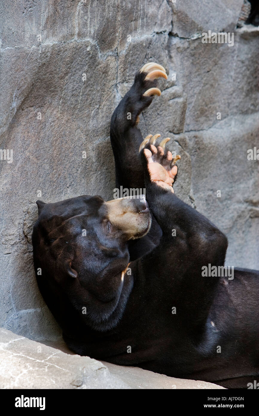 An American Black Bear. Stock Photo