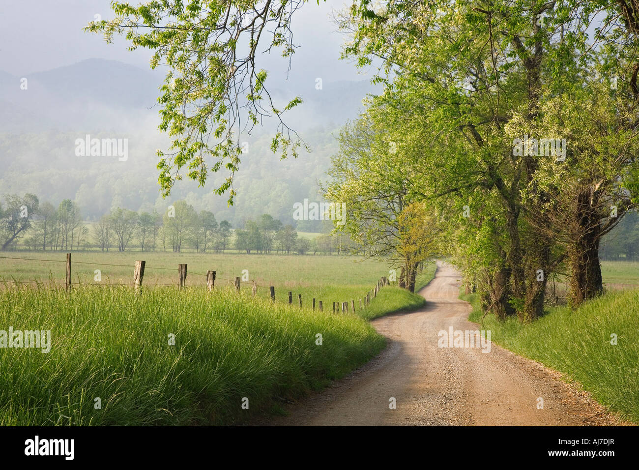Trees line the gravel road of Hyatt's Lane surrounded by the beautiful pastures of Cades Cove, Tennessee. Stock Photo