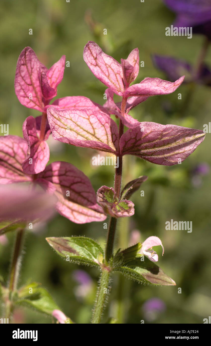 Salvia Horminum var Rosea Stock Photo