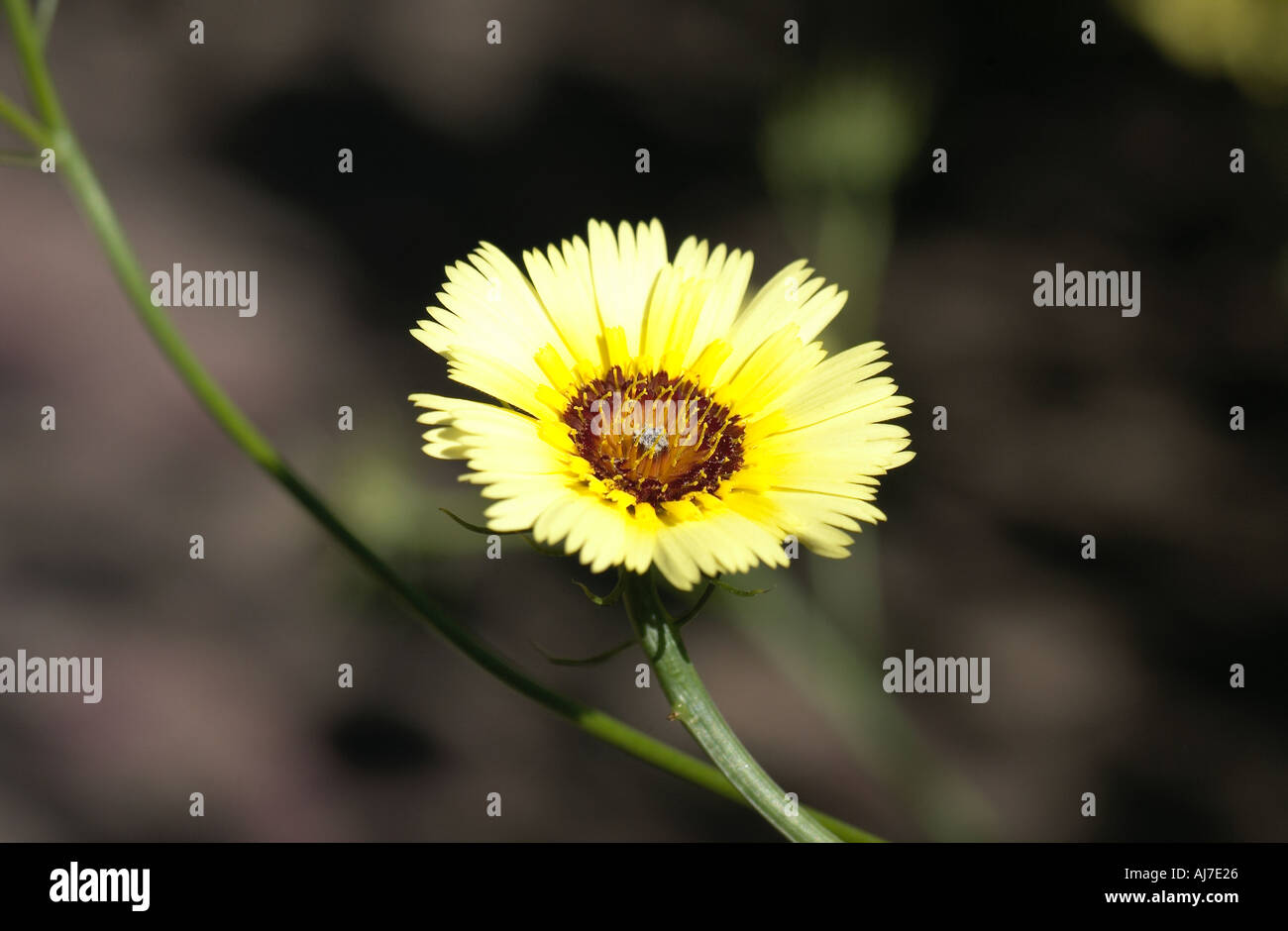 Tolpie Barbata Yellow Hawkweed Stock Photo