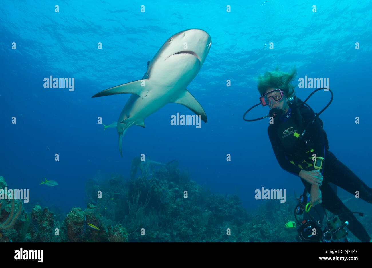 FEMALE SCUBA DIVER WATCHES A CARIBBEAN REEF SHARK CARCHARHINUS PEREZI