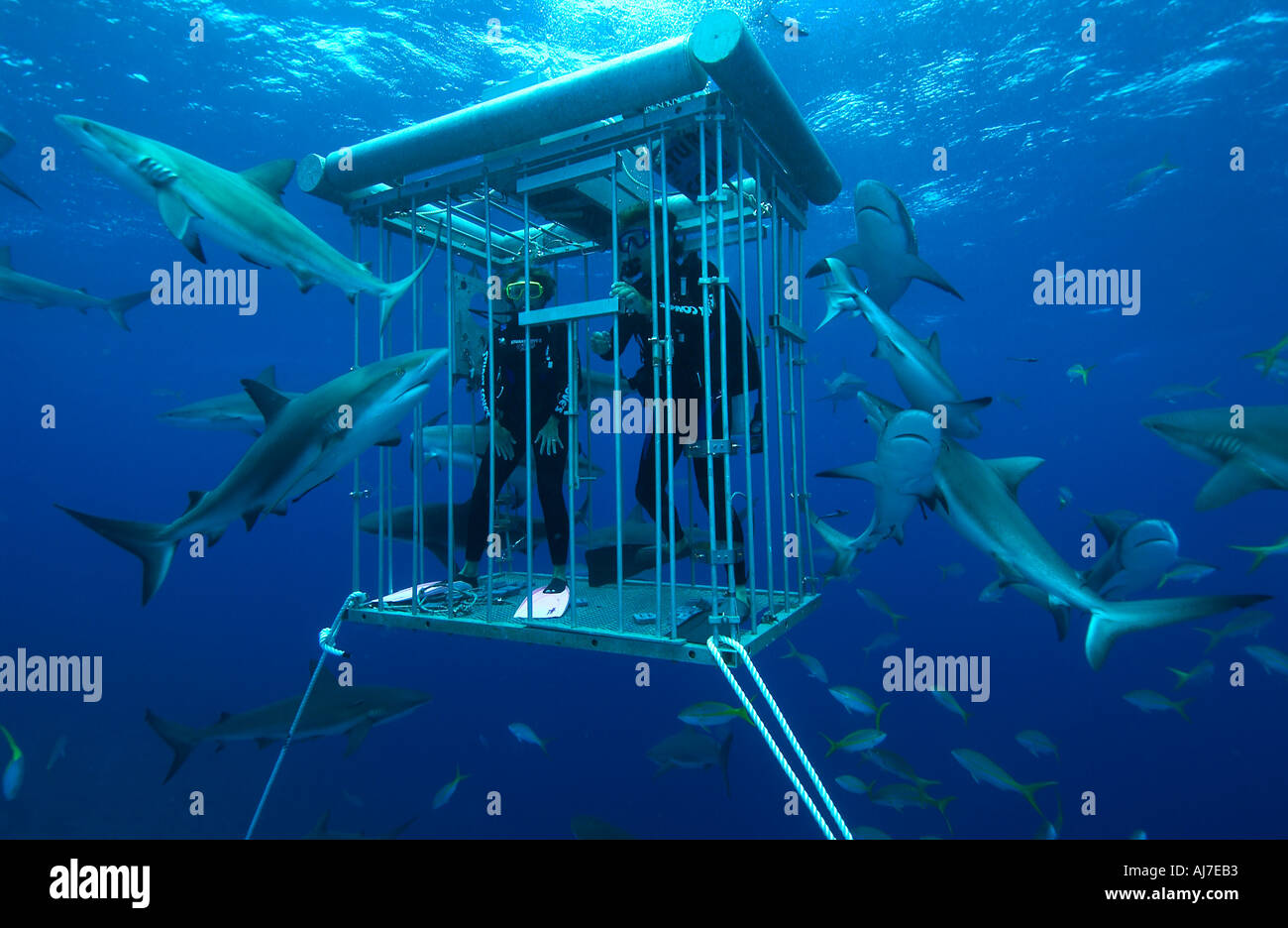 Stuart and michelle cove owners of dive south ocean in a shark cage amidst ...