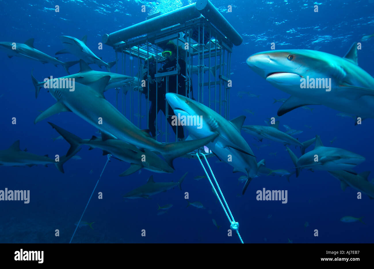 SCHOOLING REEF SHARKS CARCHARHINUS PEREZI SURROUND A SUSPENDED SHARK