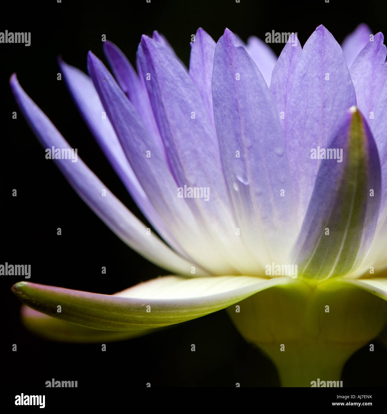 Nymphaea caerulea bloom hi-res stock photography and images - Alamy