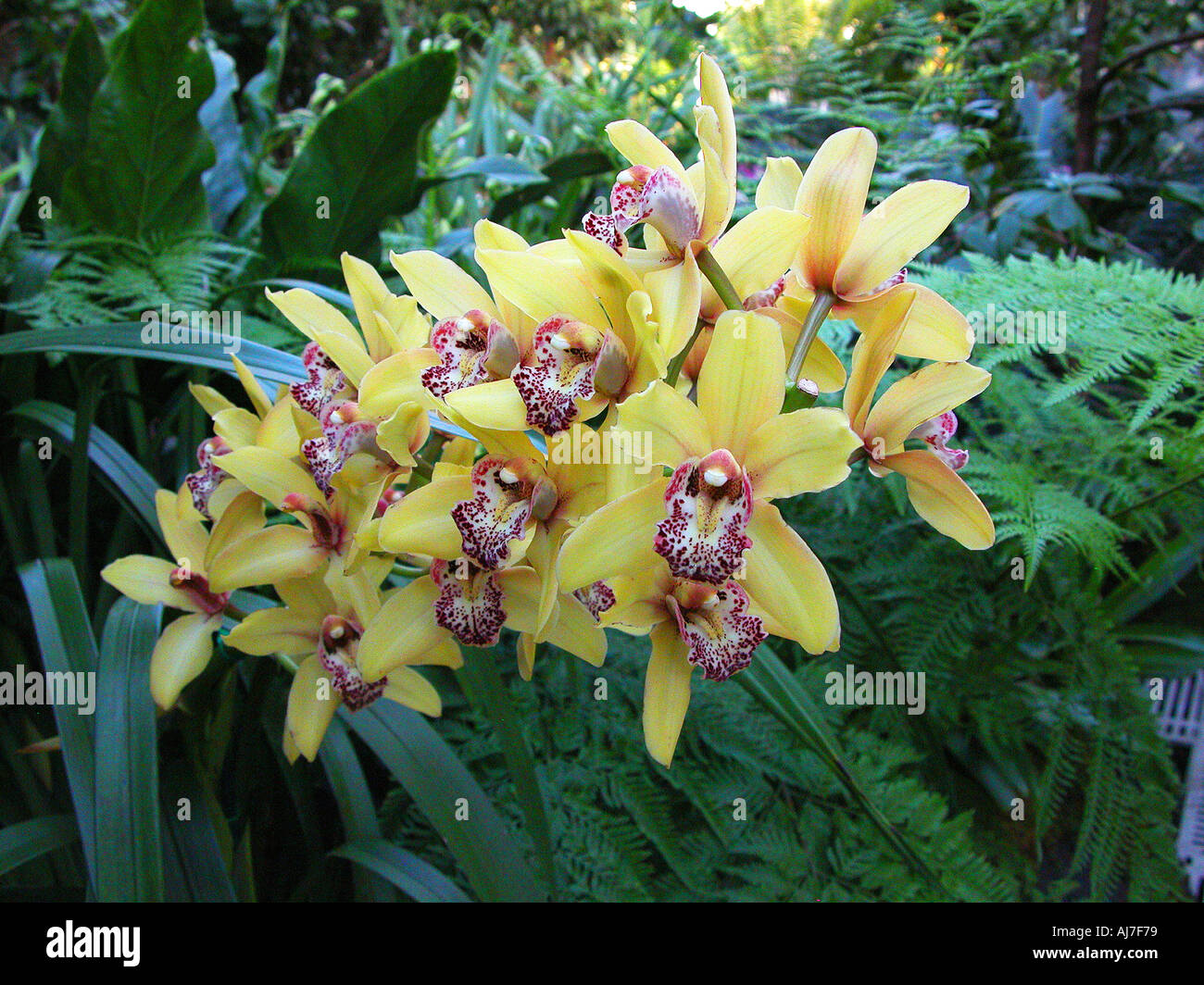 Orchids On Display At Botanical Gardens Washington D C Stock Photo