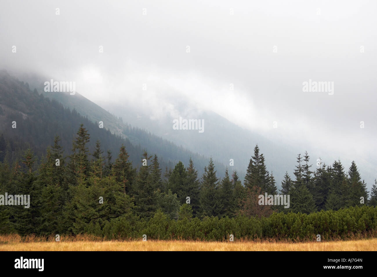 Carpathian Mountains (Ukraine) landscape with yellow grass on forefront Stock Photo