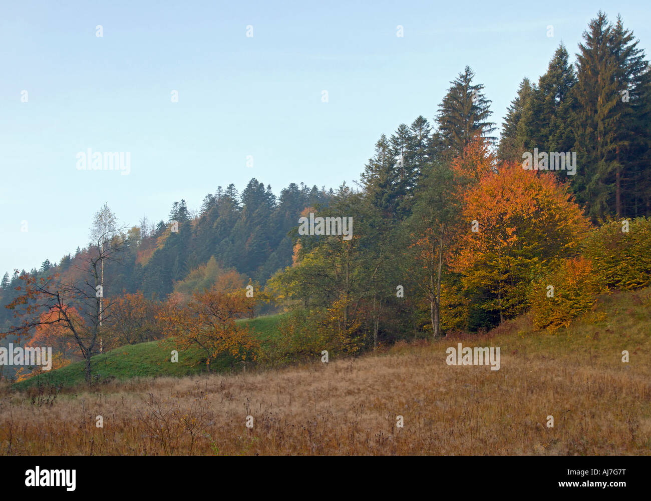Autumn mountain hill pasture view (Ukraine, Carpathian Mt's) Stock Photo