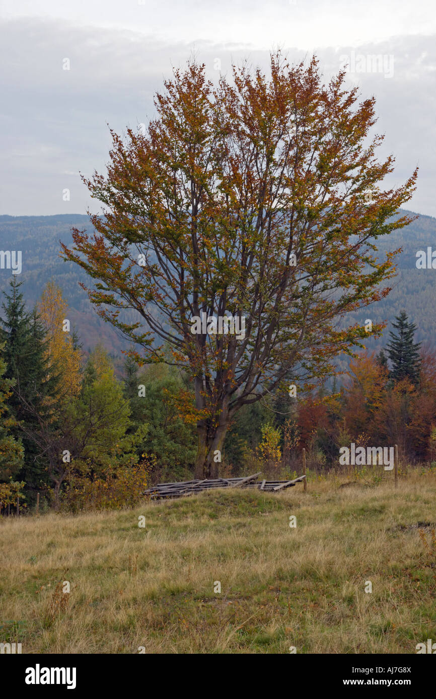 Autumn mountain hill with beech tree in front Stock Photo