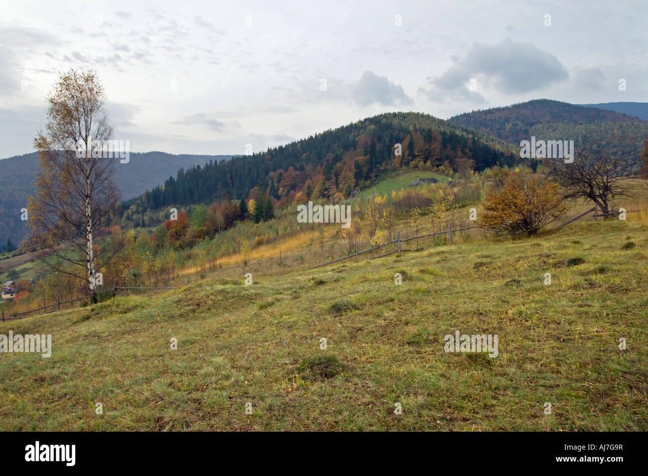 Autumn mountain pasture hill with birch tree in front Stock Photo