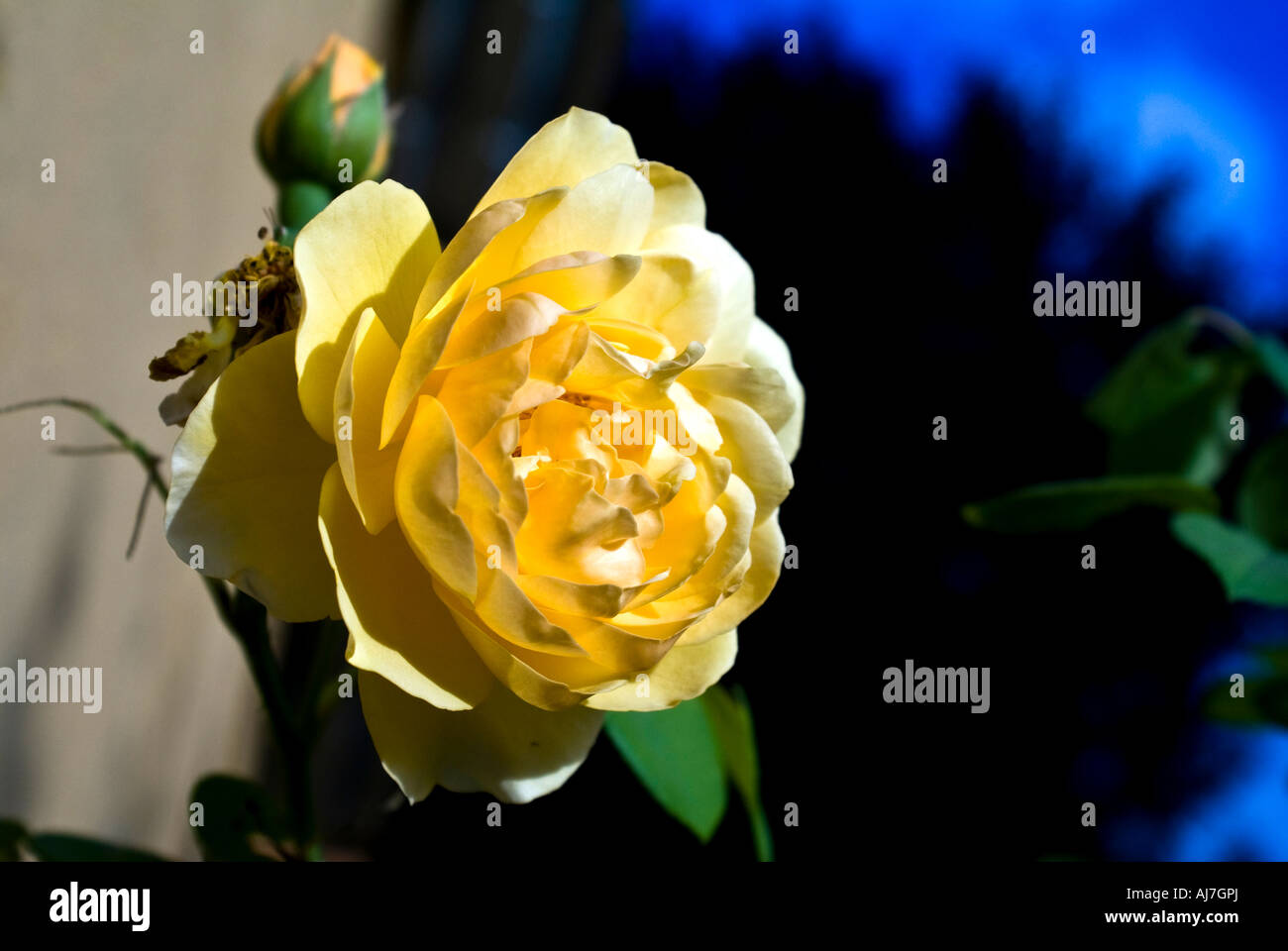 Yellow rose blue sky Stock Photo - Alamy