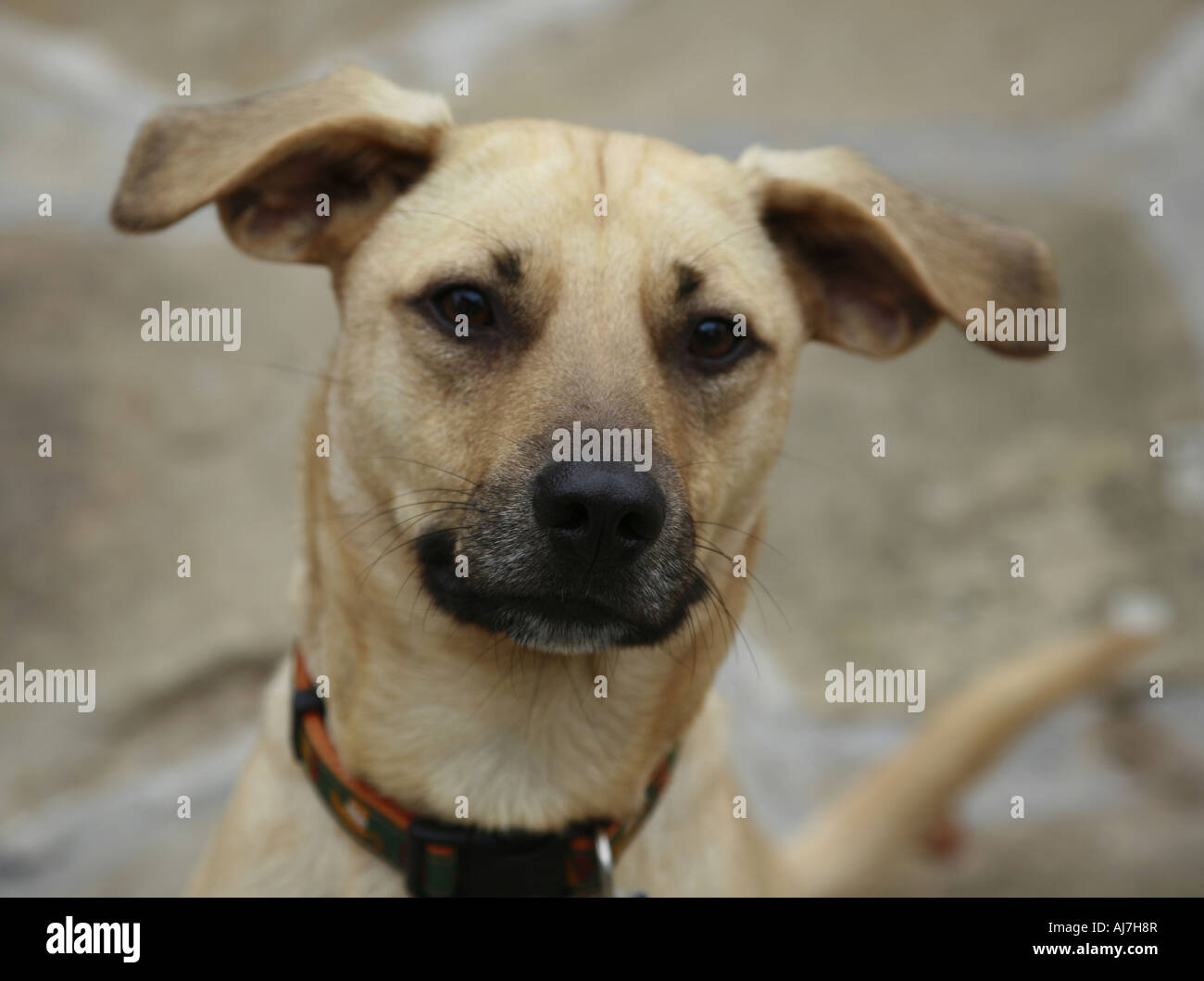 Cheeky Dog Stock Photo