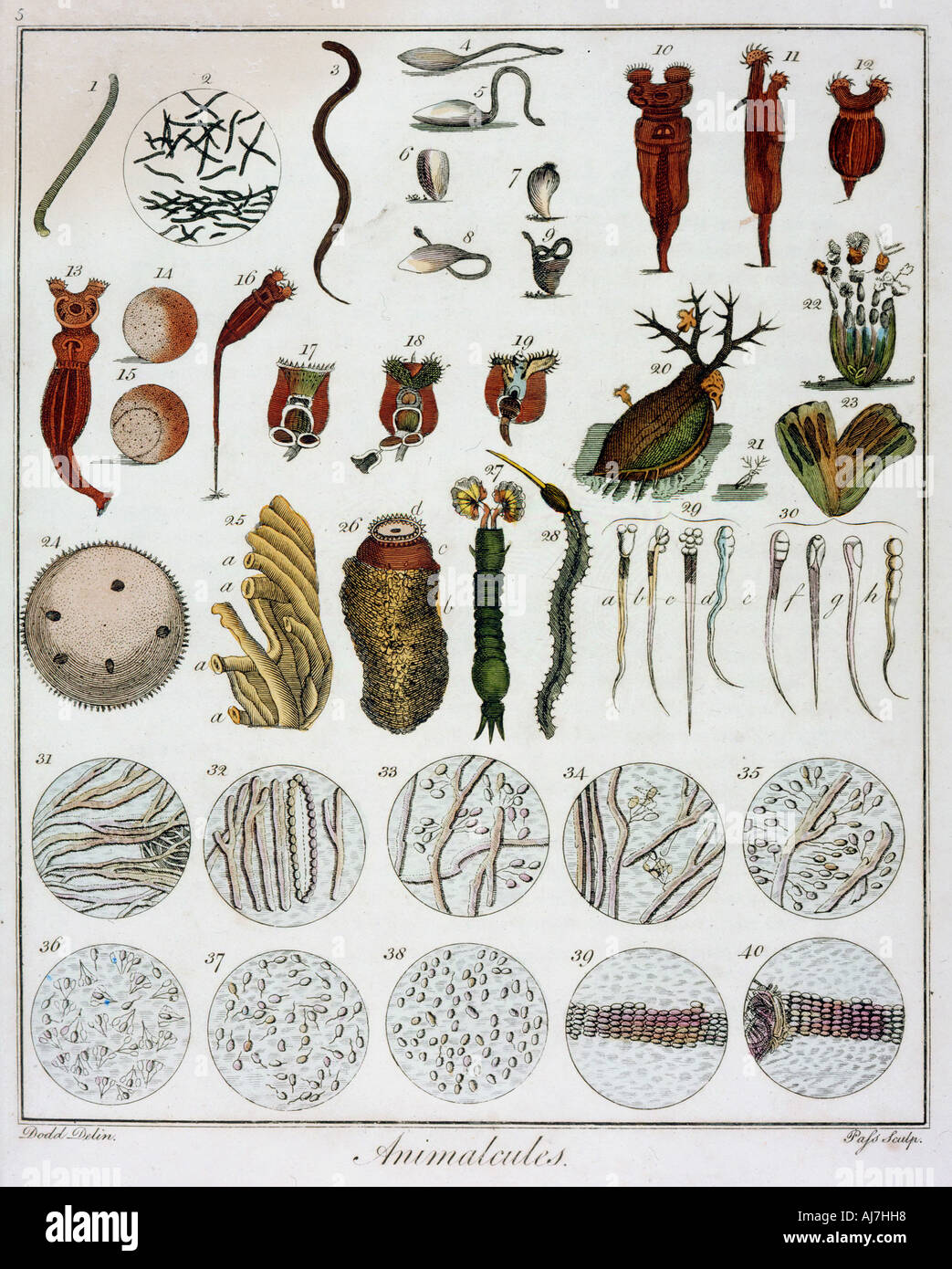 'Animalcules' observed by Anton van Leeuwenhoek, c1795. Artist: Unknown Stock Photo