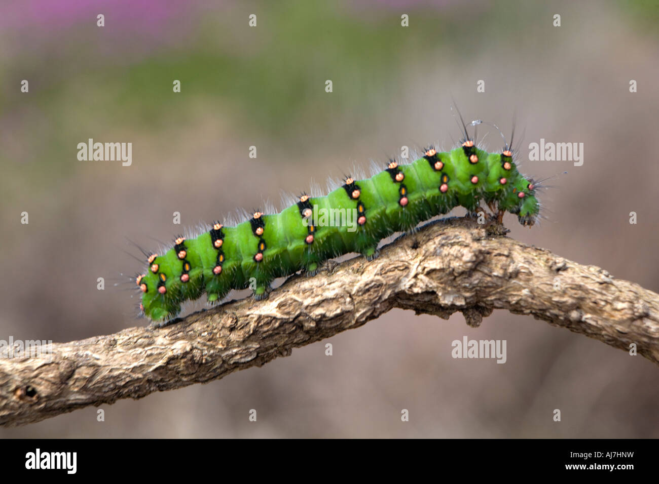 Caterpillar on a twig hi-res stock photography and images - Alamy