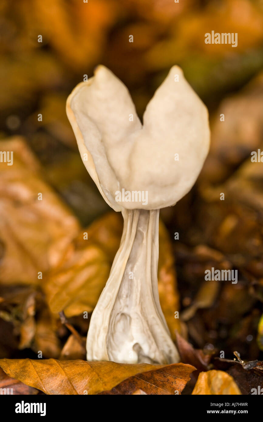 White saddle fungus Stock Photo