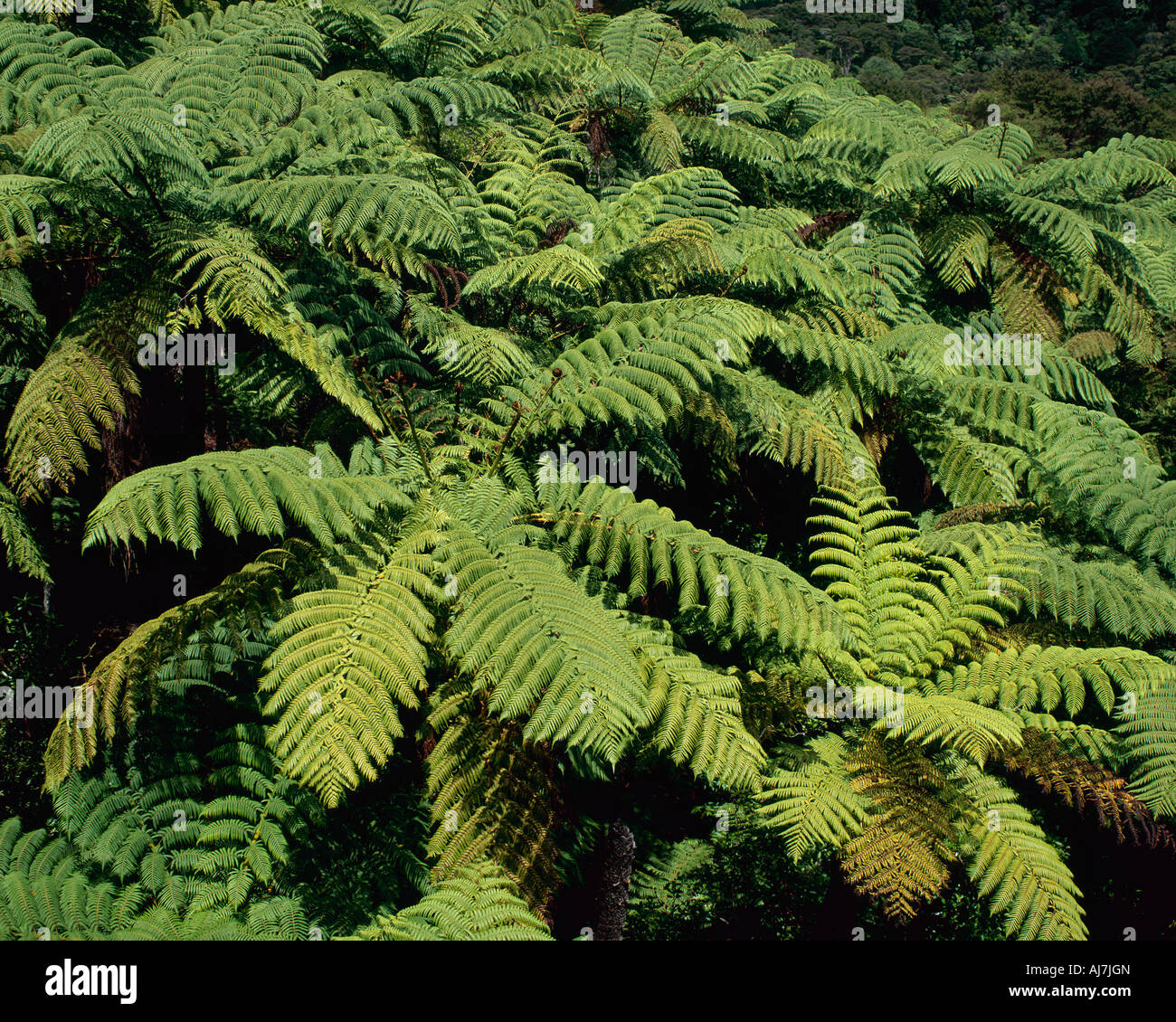 New zealand tree ferns dicksonia hi-res stock photography and images ...