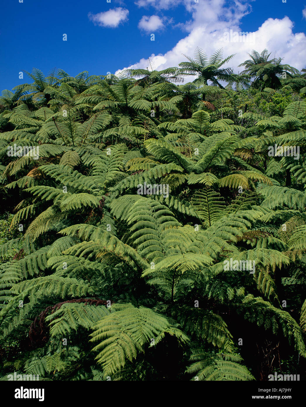 New zealand tree ferns dicksonia hi-res stock photography and images ...