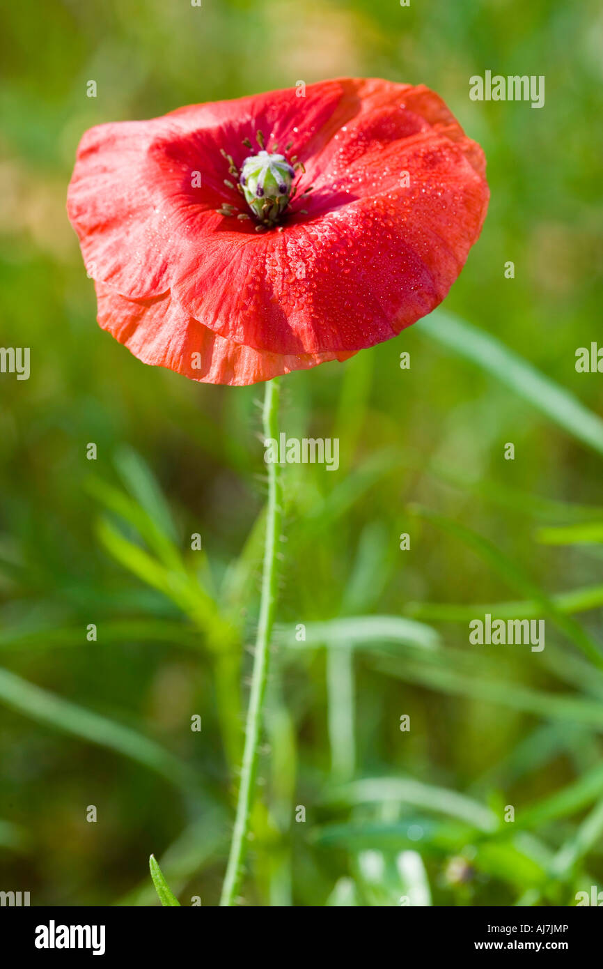 Poppy Rood Symbolic poppy hi-res stock photography and images - Alamy