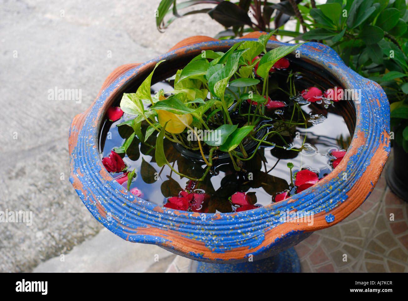 Lotus or water lilies and goldfish in a typical trough Stock Photo - Alamy