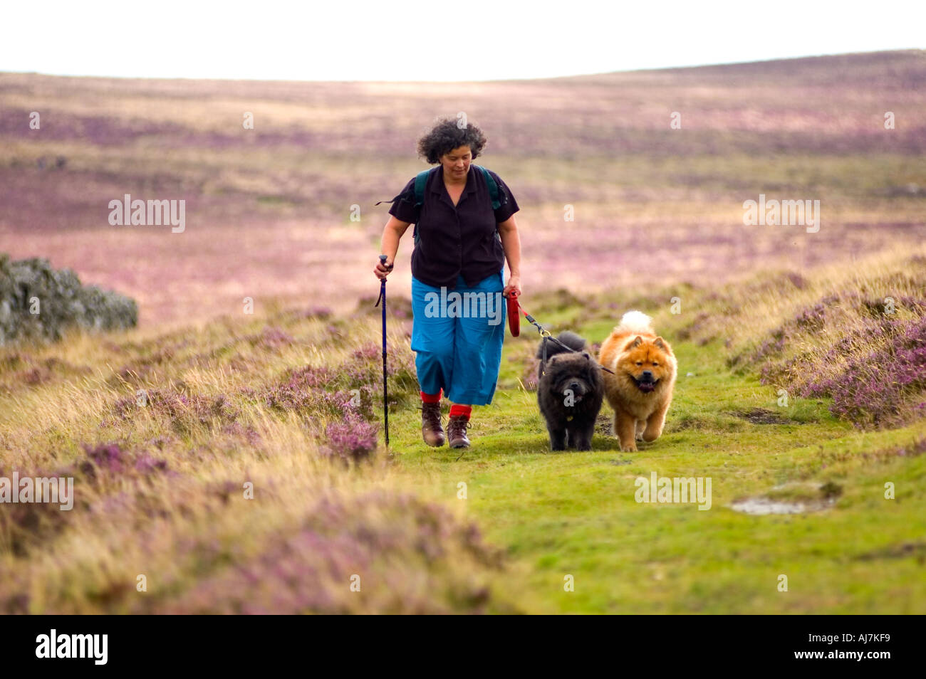 Woman walking on Dartmoor National Park with two Chow dogs, Devon UK. Stock Photo