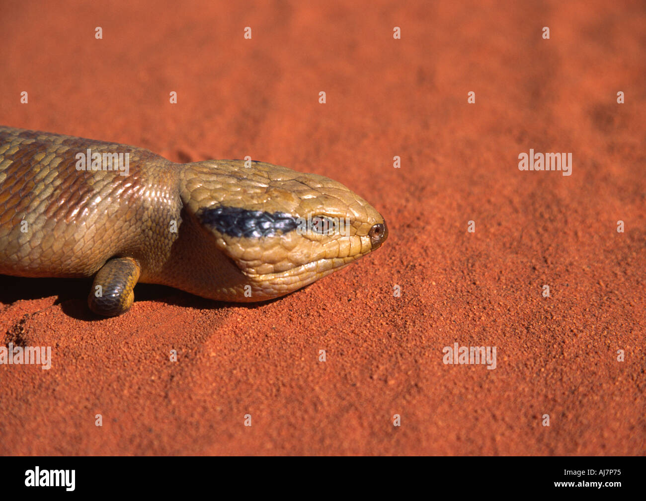 Blue Tongue Lizard West Australia Stock Photo
