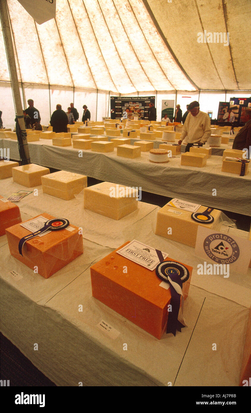 Prize winning cheddar cheese on display at Frome Cheese Show 2004 along with other competition entries. Stock Photo