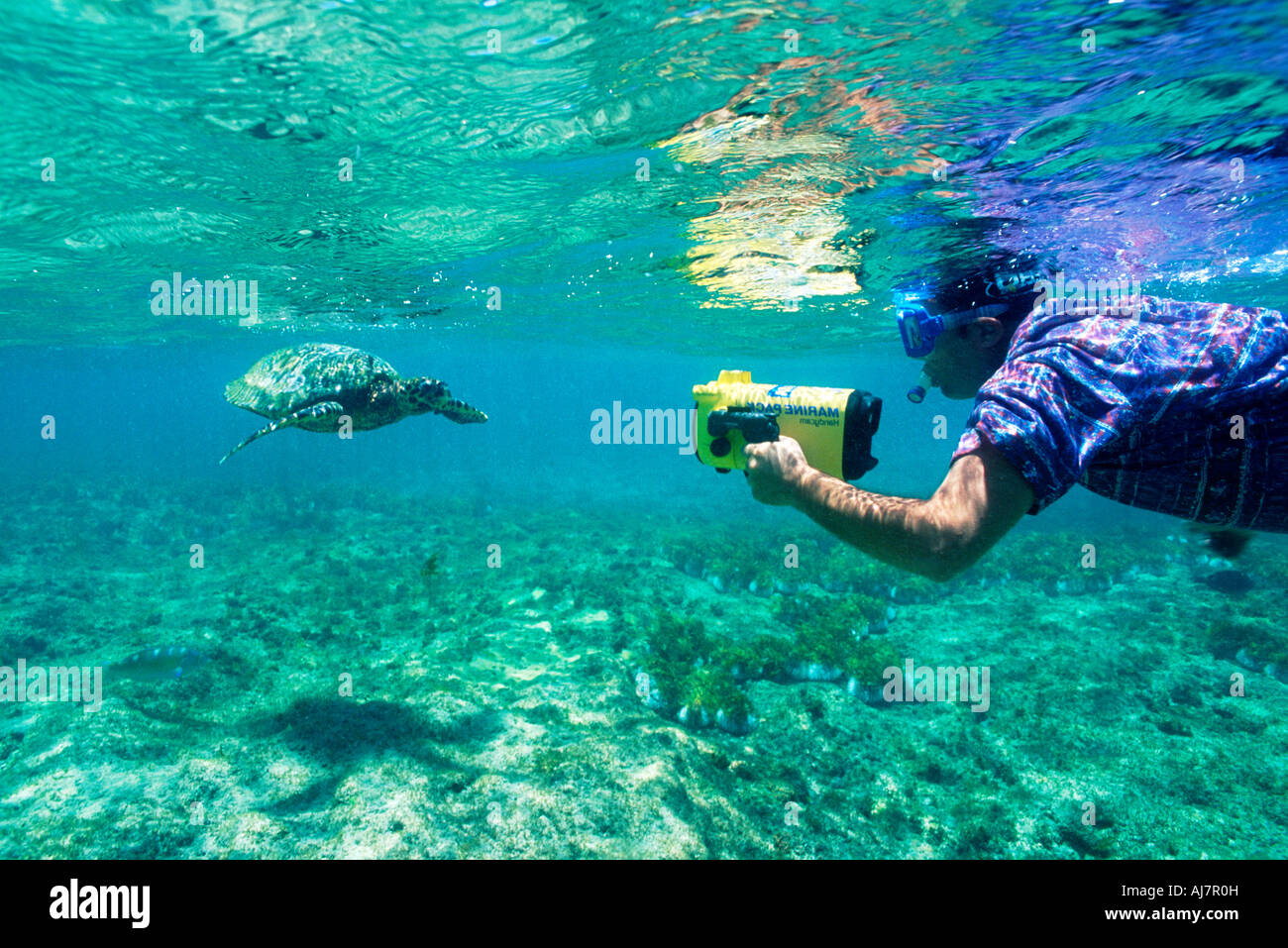 Photographing marine life Stock Photo