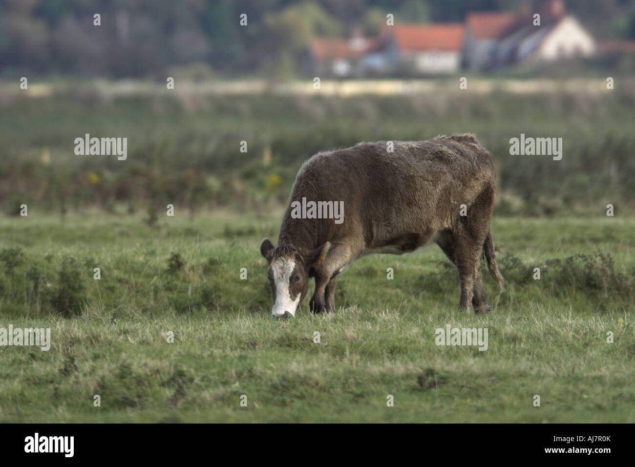 Bullock feeding in grass meadow Holme North Norfolk England Stock Photo