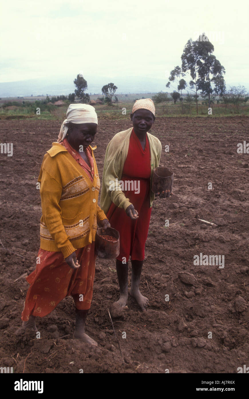 Planting of beans in Kitale, Kenya. Stock Photo