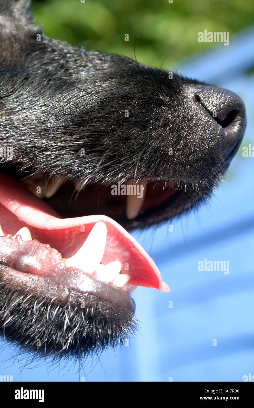 What Is A Dog S Snout Called at Benito Martinez blog