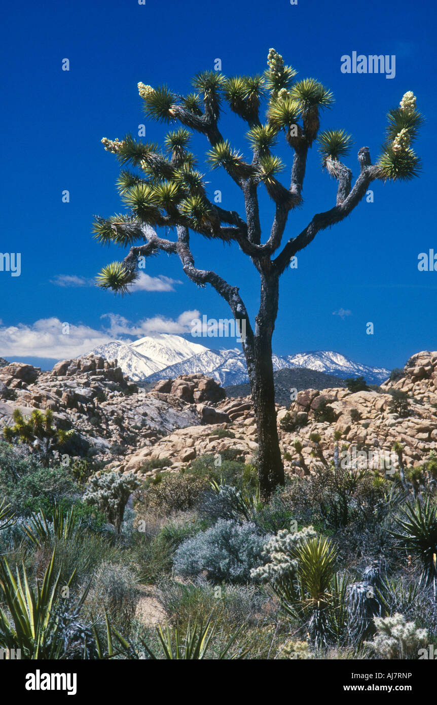Joshua Tree with snow capped San Mountain in distance Joshua