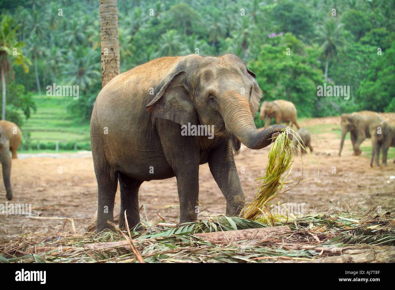 Elephants feeding in sri lanka hi-res stock photography and images - Alamy