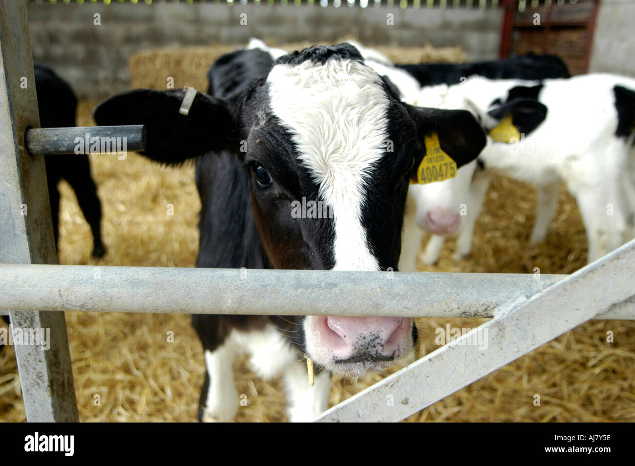 A Friesian calf looks through a five bar gate in a farm building on a dairy farm, at Springfield House, in Lancashire. Stock Photo