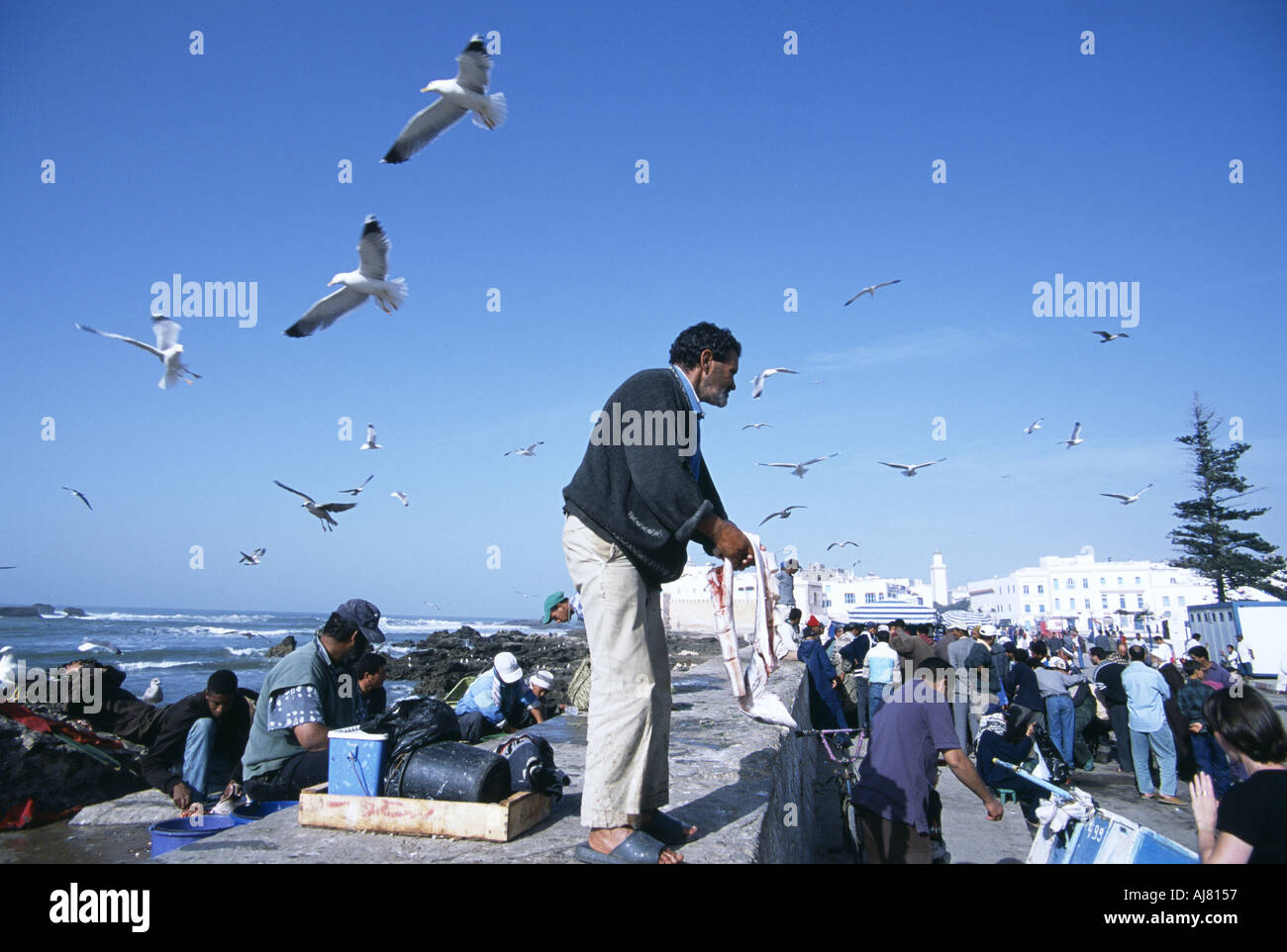 Men gutting fish attracting the birds at Essaouira Morocco Stock Photo